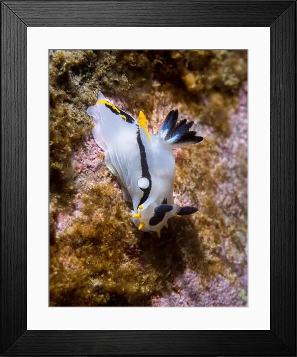 Framed Print : Crowned nudibranch (Polycera capensis) a white sea slug with black and yellow lines closeup Framed Print : Crowned nudibranch (Polycera capensis) a white sea slug with black and yellow lines closeup