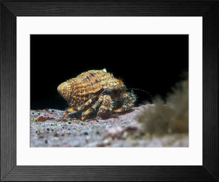 Framed Print : A Blue-striped hermit crab (Pagurus liochele) in it's shell underwater walking on a rock with black background Framed Print : A Blue-striped hermit crab (Pagurus liochele) in it's shell underwater walking on a rock with black background