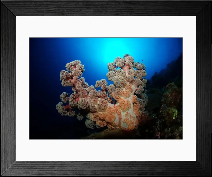 Framed Print : An orange, red and white soft coral (Dendronephthya) surrounded by pristine blue water Framed Print : An orange, red and white soft coral (Dendronephthya) surrounded by pristine blue water