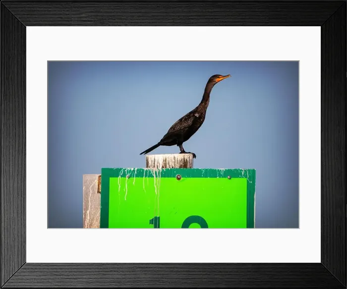 Framed Print : A Double-crested Cormorant (Nannopterum auritum) at Marco Island, Florida Framed Print : A Double-crested Cormorant (Nannopterum auritum) at Marco Island, Florida