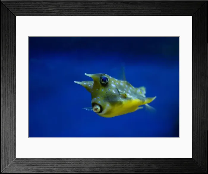 Framed Print : A vibrant and colorful fish showcasing an unusual and fascinating shape within a beautiful marine environment Framed Print : A vibrant and colorful fish showcasing an unusual and fascinating shape within a beautiful marine environment