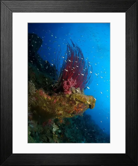 Framed Print : Long red whip coral bush (Ellisella ceratophyta) with a school of small silver glass fish, Indonesia Framed Print : Long red whip coral bush (Ellisella ceratophyta) with a school of small silver glass fish, Indonesia