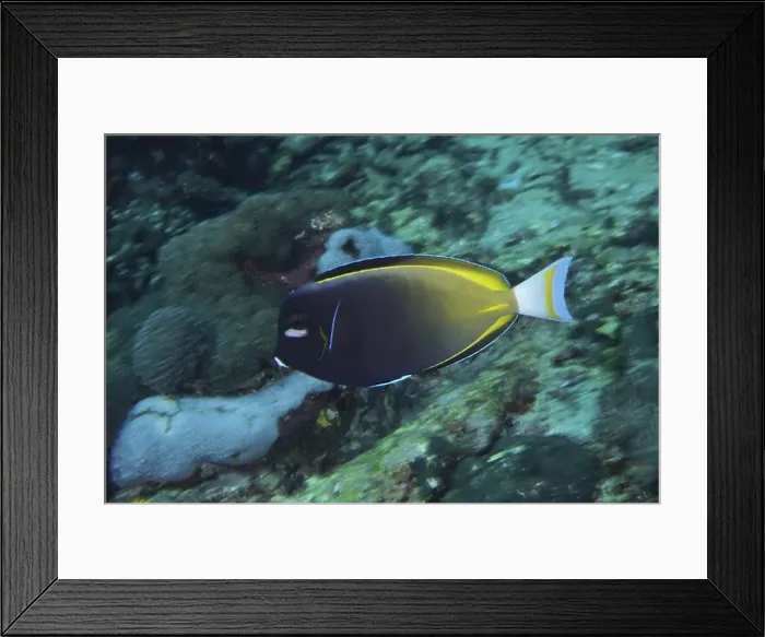 Framed Print : A tropical fish with distinctive patterns Framed Print : A tropical fish with distinctive patterns