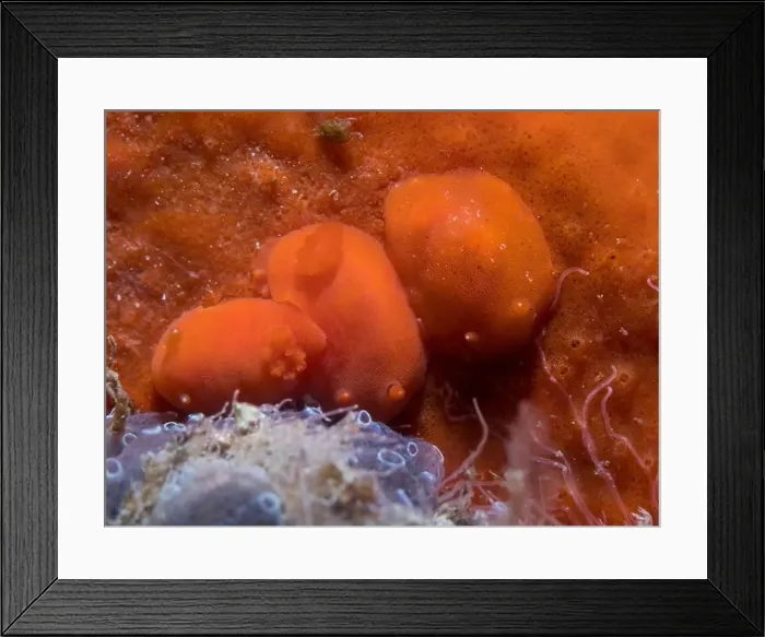 Framed Print : Three Orange dorids (Rostanga elandsia) sea slugs underwater on an orange sea sponge Framed Print : Three Orange dorids (Rostanga elandsia) sea slugs underwater on an orange sea sponge
