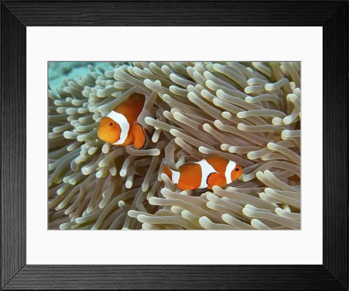 Framed Print : Two Ocellaris Clownfish (Amphiprion ocellaris) Framed Print : Two Ocellaris Clownfish (Amphiprion ocellaris)