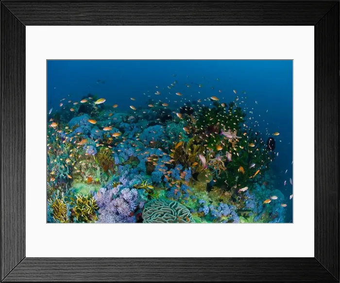 Framed Print : School of anthias fish swimming amidst a hard green corals and purple soft corals in the Philippines Framed Print : School of anthias fish swimming amidst a hard green corals and purple soft corals in the Philippines