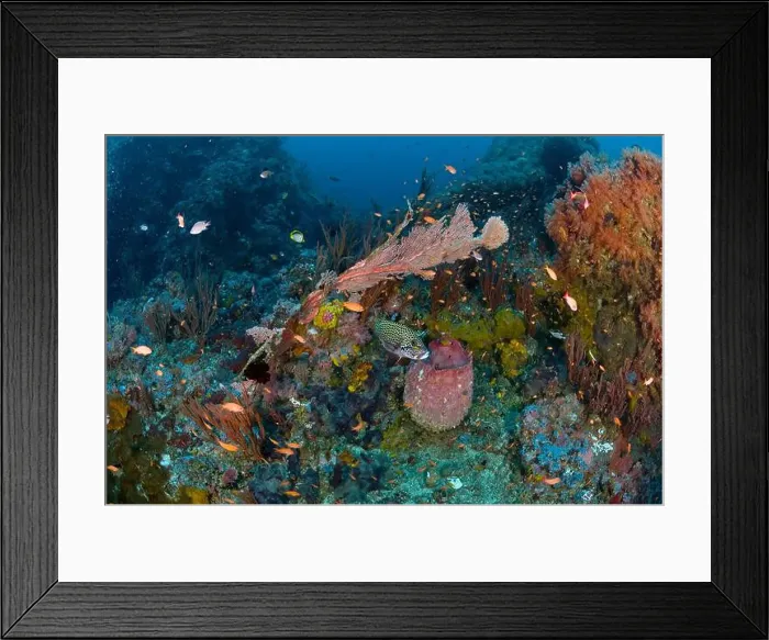 Framed Print : A spotted sweetlip fish and school of anthias swimming amidst a reef with sea fans Framed Print : A spotted sweetlip fish and school of anthias swimming amidst a reef with sea fans