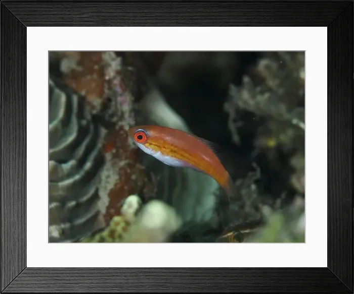 Framed Print : Small, red and white female fish Framed Print : Small, red and white female fish