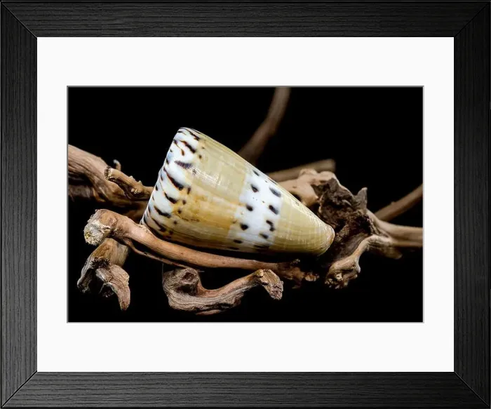 Framed Print : A close-up of a Conus mustelinus shell with unique spotted patterns resting on rugged driftwood Framed Print : A close-up of a Conus mustelinus shell with unique spotted patterns resting on rugged driftwood