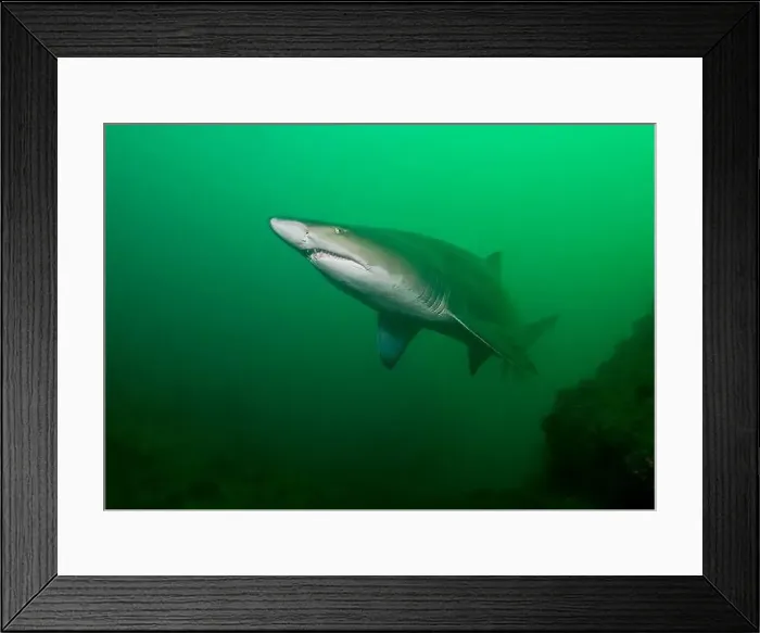Framed Print : A large sand tiger shark (Carcharias taurus) in green water Framed Print : A large sand tiger shark (Carcharias taurus) in green water