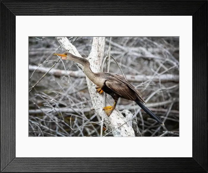 Framed Print : A female Anhinga (Anhinga anhinga) near Marco Island, Florida Framed Print : A female Anhinga (Anhinga anhinga) near Marco Island, Florida
