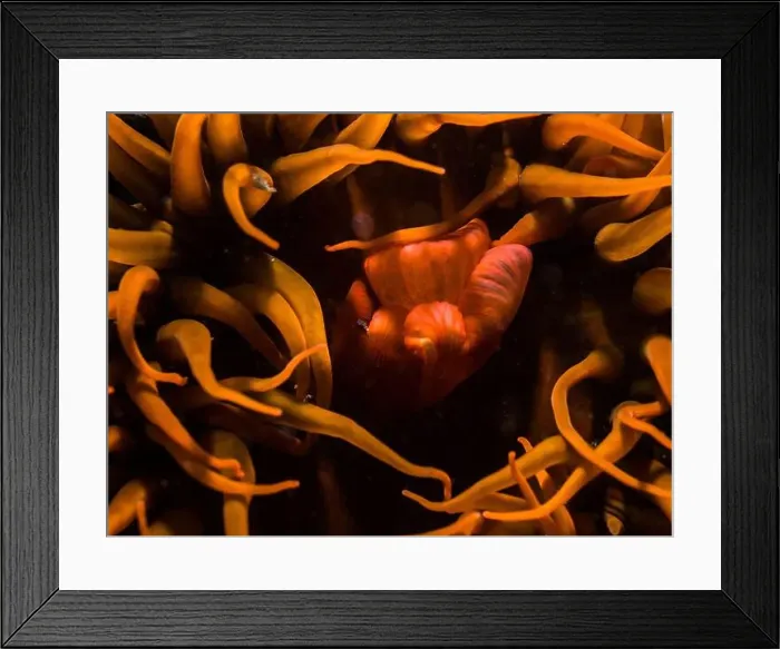Framed Print : Orange sea anemone underwater closeup of its tentacles and mouth Framed Print : Orange sea anemone underwater closeup of its tentacles and mouth