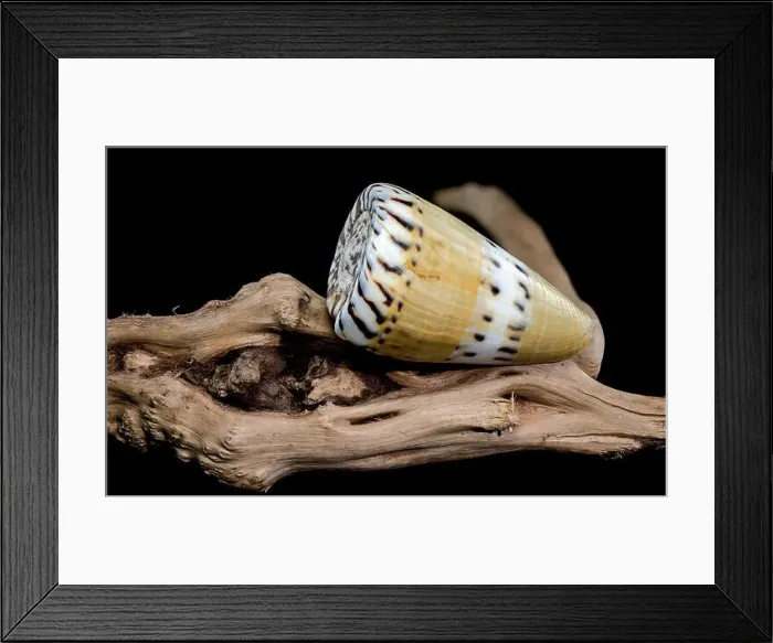 Framed Print : A close-up of a Conus mustelinus shell with unique spotted patterns resting on rugged driftwood Framed Print : A close-up of a Conus mustelinus shell with unique spotted patterns resting on rugged driftwood
