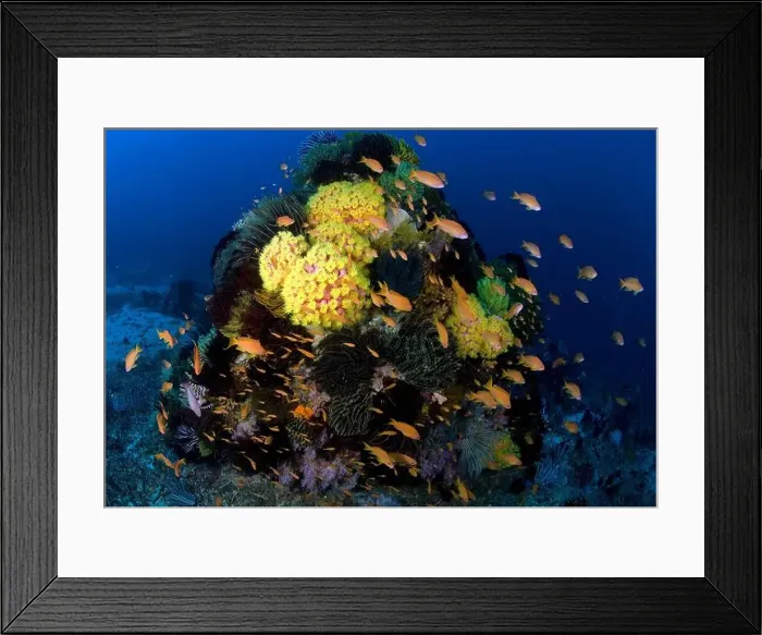 Framed Print : School of anthias fish swimming amidst a reef scene of crinoids and soft corals in the Philippines Framed Print : School of anthias fish swimming amidst a reef scene of crinoids and soft corals in the Philippines