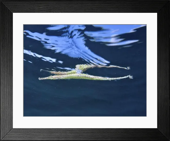 Framed Print : Triangular Alligator pipefish (Alligator pipefish) underwater with wave reflection in blue environment Framed Print : Triangular Alligator pipefish (Alligator pipefish) underwater with wave reflection in blue environment
