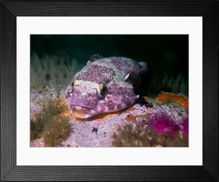Framed Print : Rocksucker or giant clingfish (Chorisochismus dentex) underwater on a rock with patterened skin Framed Print : Rocksucker or giant clingfish (Chorisochismus dentex) underwater on a rock with patterened skin