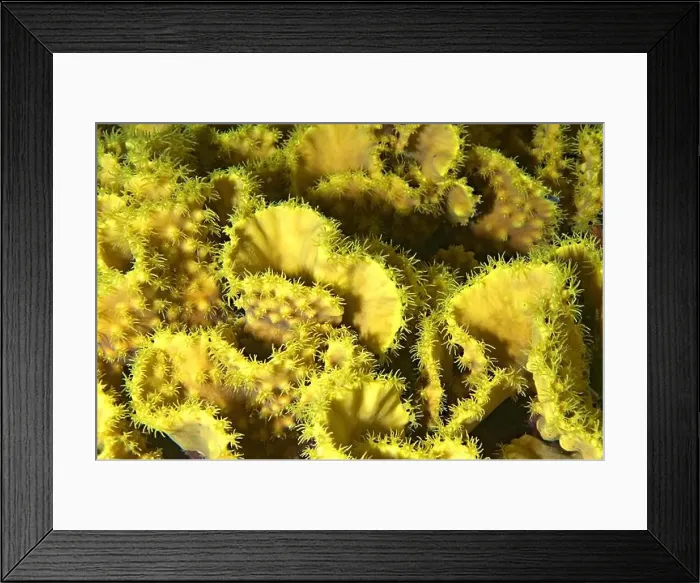 Framed Print : Turbinaria mesenterina - yellow waver coral close-up Framed Print : Turbinaria mesenterina - yellow waver coral close-up