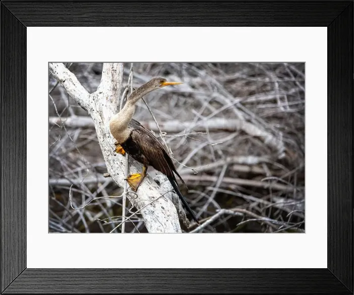Framed Print : A female Anhinga (Anhinga anhinga) near Marco Island, Florida Framed Print : A female Anhinga (Anhinga anhinga) near Marco Island, Florida