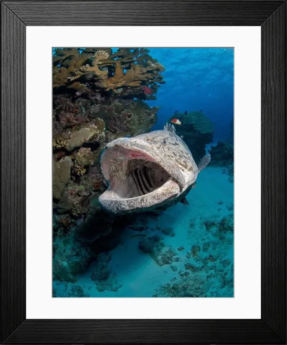 Framed Print : Large potato cod with mouth open wide at a cleaning station Framed Print : Large potato cod with mouth open wide at a cleaning station
