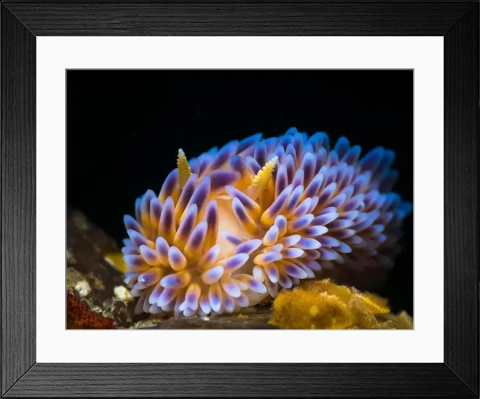 Framed Print : Gas flame nudibranch (Bonisa nakaza) Framed Print : Gas flame nudibranch (Bonisa nakaza)