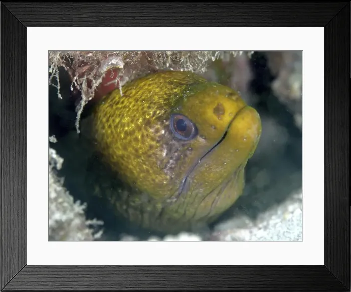 Framed Print : A yellow marbled moray eel (Gymnothorax undulatus) looks out of a cave in the sea Framed Print : A yellow marbled moray eel (Gymnothorax undulatus) looks out of a cave in the sea