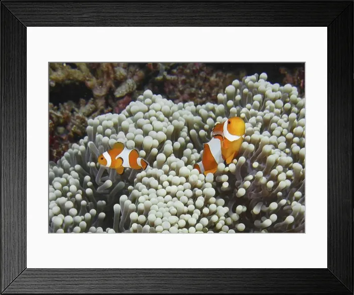 Framed Print : Two Ocellaris Clownfish (Amphiprion ocellaris)