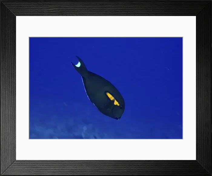 Framed Print : Orange-spotted surgeonfish (Acanthurus olivaceus) with a bright orange spot against a blue background Framed Print : Orange-spotted surgeonfish (Acanthurus olivaceus) with a bright orange spot against a blue background