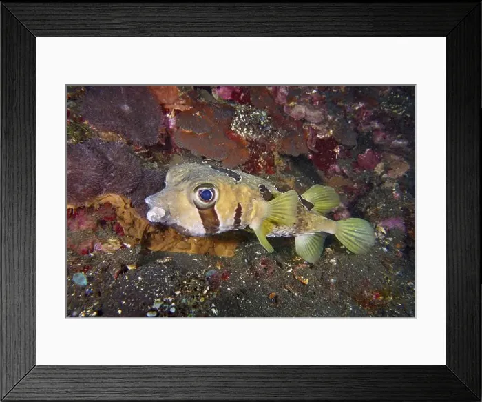 Framed Print : A masked porcupinefish (Diodon liturosus) hovers above the seabed next to colourful corals Framed Print : A masked porcupinefish (Diodon liturosus) hovers above the seabed next to colourful corals