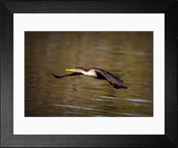 Framed Print : A Double-crested Cormorant (Nannopterum auritum) at Marco Island, Florida Framed Print : A Double-crested Cormorant (Nannopterum auritum) at Marco Island, Florida