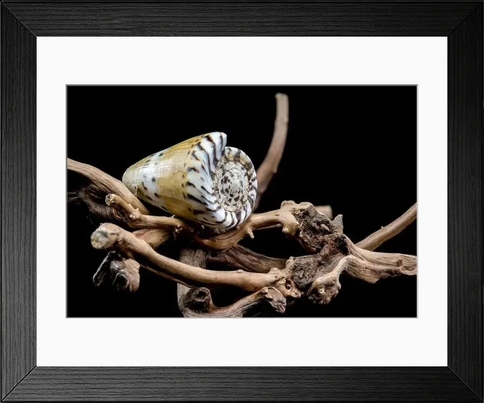 Framed Print : A close-up of a Conus mustelinus shell with unique spotted patterns resting on rugged driftwood Framed Print : A close-up of a Conus mustelinus shell with unique spotted patterns resting on rugged driftwood