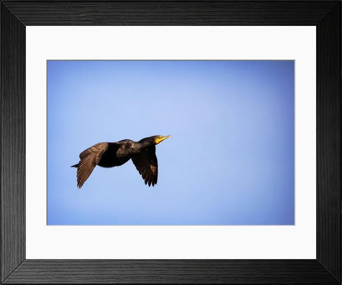 Framed Print : A Double-crested Cormorant (Nannopterum auritum) at Marco Island, Florida Framed Print : A Double-crested Cormorant (Nannopterum auritum) at Marco Island, Florida