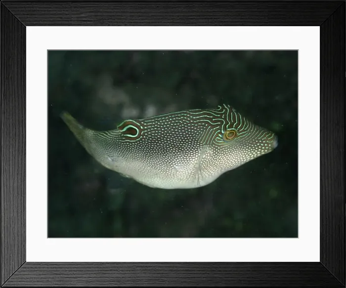 Framed Print : A fish with a conspicuous line and dot pattern Framed Print : A fish with a conspicuous line and dot pattern