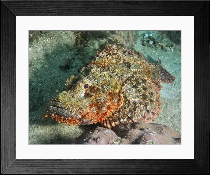 Framed Print : A fringed scorpionfish (Scorpaenopsis oxycephalus) lies on the seabed Framed Print : A fringed scorpionfish (Scorpaenopsis oxycephalus) lies on the seabed