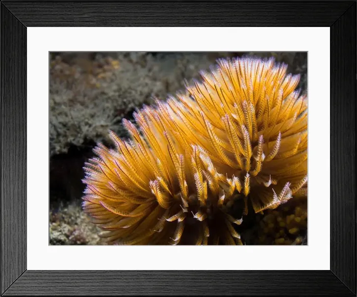 Framed Print : An orange Feather-duster worm or giant fanworm (Sabellastarte longa) closeup Framed Print : An orange Feather-duster worm or giant fanworm (Sabellastarte longa) closeup
