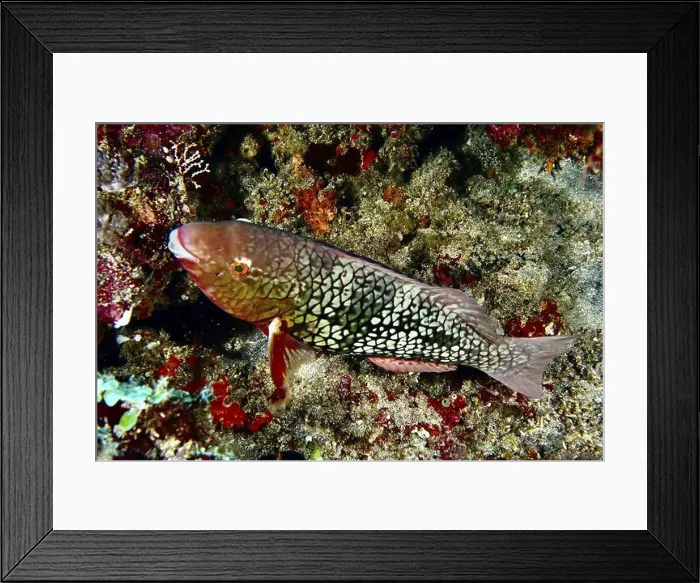 Framed Print : A brightly coloured fish with scaly patterns Framed Print : A brightly coloured fish with scaly patterns