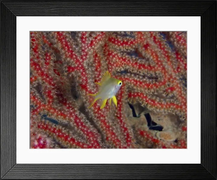 Framed Print : A single fish with yellow fins Framed Print : A single fish with yellow fins