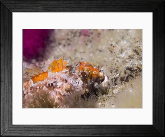 Framed Print : A Cape triplefin blenny fish underwater (Cremnochorites capensis) closeup side view with patterned skin and raised fins Framed Print : A Cape triplefin blenny fish underwater (Cremnochorites capensis) closeup side view with patterned skin and raised fins