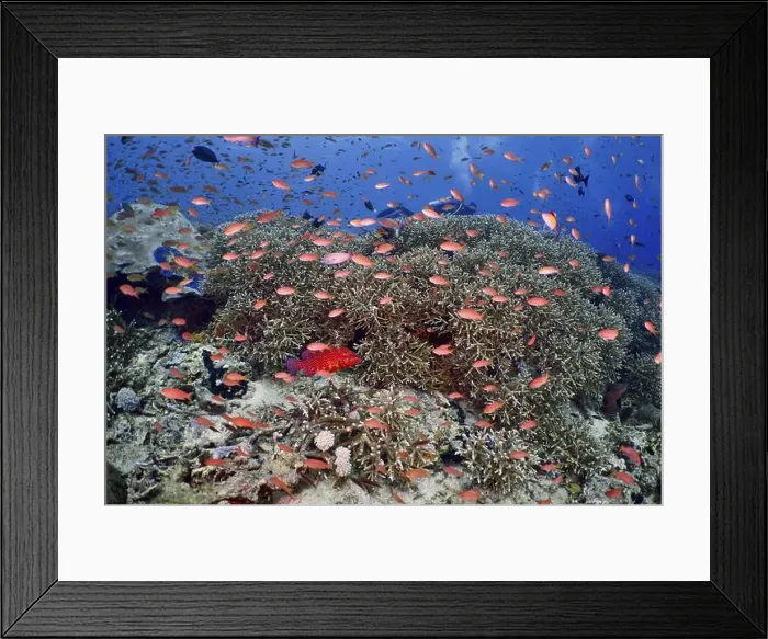 Framed Print : Numerous small fish in bright colours Framed Print : Numerous small fish in bright colours