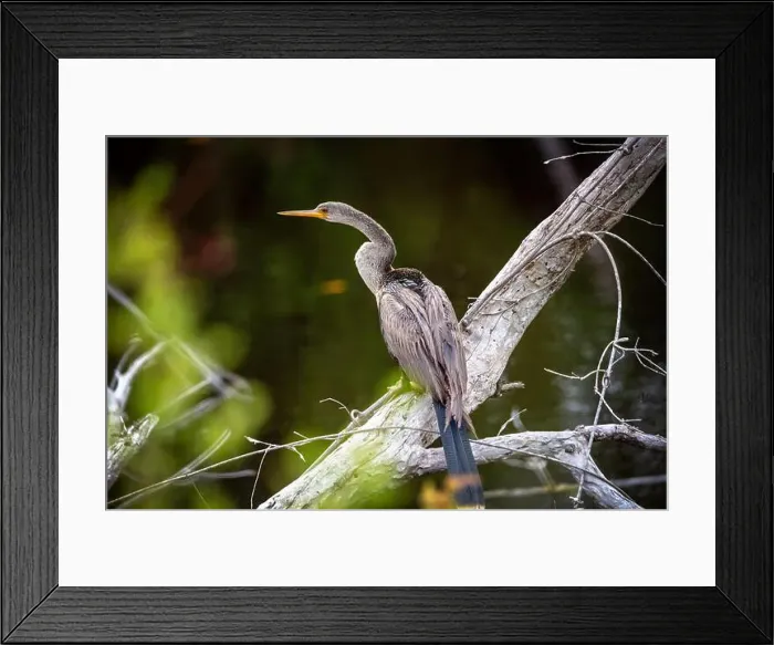 Framed Print : A female Anhinga (Anhinga anhinga) near Marco Island, Florida Framed Print : A female Anhinga (Anhinga anhinga) near Marco Island, Florida