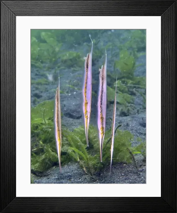 Framed Print : Four vertically swimming striped razorfish Framed Print : Four vertically swimming striped razorfish