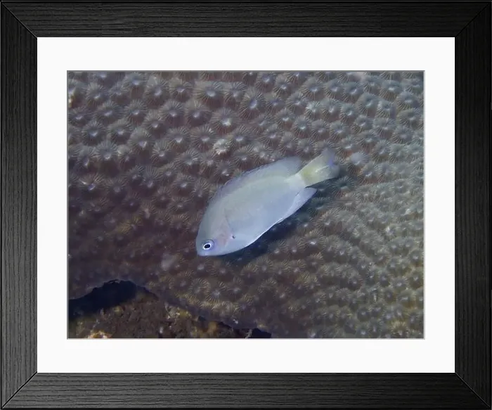 Framed Print : A grey damselfish (Pomacentrus reidi) swims calmly over a coral background with soft patterns Framed Print : A grey damselfish (Pomacentrus reidi) swims calmly over a coral background with soft patterns