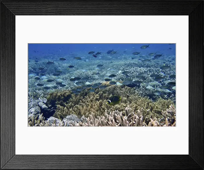 Framed Print : Shoals of crescent butterflyfish (Chaetodon lunula) hovering over a rich coral reef Framed Print : Shoals of crescent butterflyfish (Chaetodon lunula) hovering over a rich coral reef