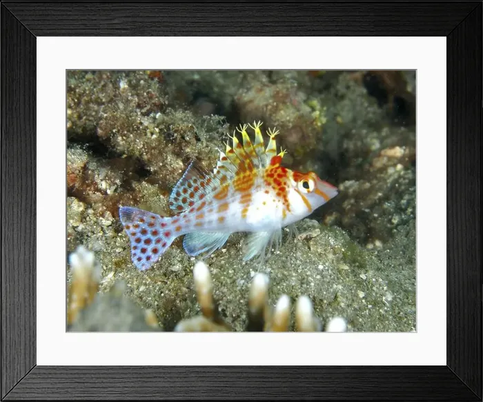 Framed Print : Spotted fish with colourful fins Framed Print : Spotted fish with colourful fins