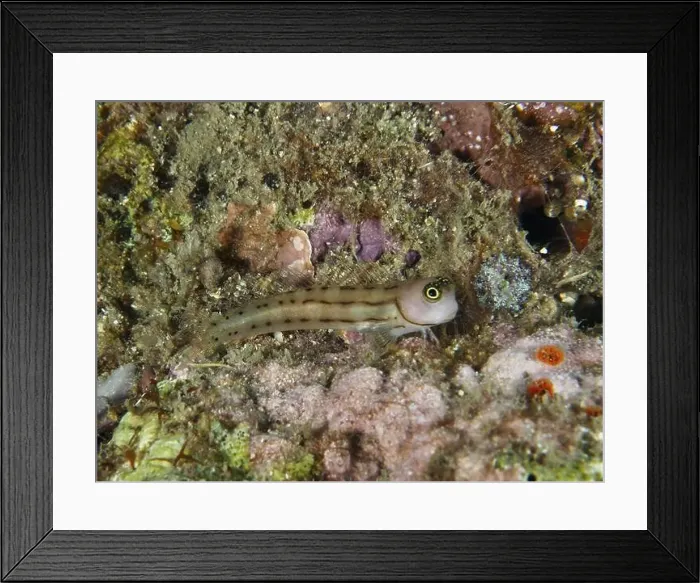 Framed Print : Small three-striped blenny (Ecsenius trilineatus) Framed Print : Small three-striped blenny (Ecsenius trilineatus)