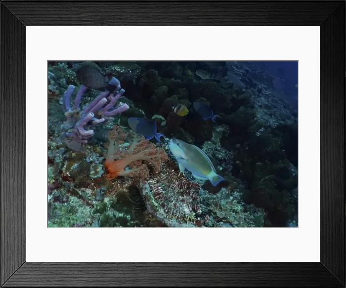 Framed Print : Several colourful fish, including a pufferhead parrotfish (Chlorurus sordidus) Framed Print : Several colourful fish, including a pufferhead parrotfish (Chlorurus sordidus)
