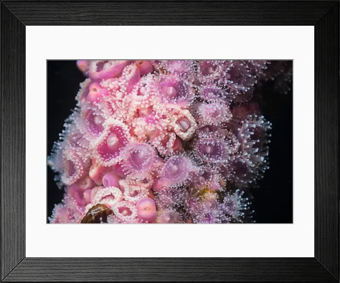Framed Print : Many tiny Strawberry Anemones (Actinia fragacea) together forming a colony covering a portion of the reef in pink Framed Print : Many tiny Strawberry Anemones (Actinia fragacea) together forming a colony covering a portion of the reef in pink