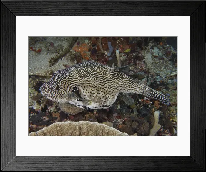 Framed Print : A map pufferfish (Arothron mappa) with a striking zigzag pattern moves over coral reefs Framed Print : A map pufferfish (Arothron mappa) with a striking zigzag pattern moves over coral reefs