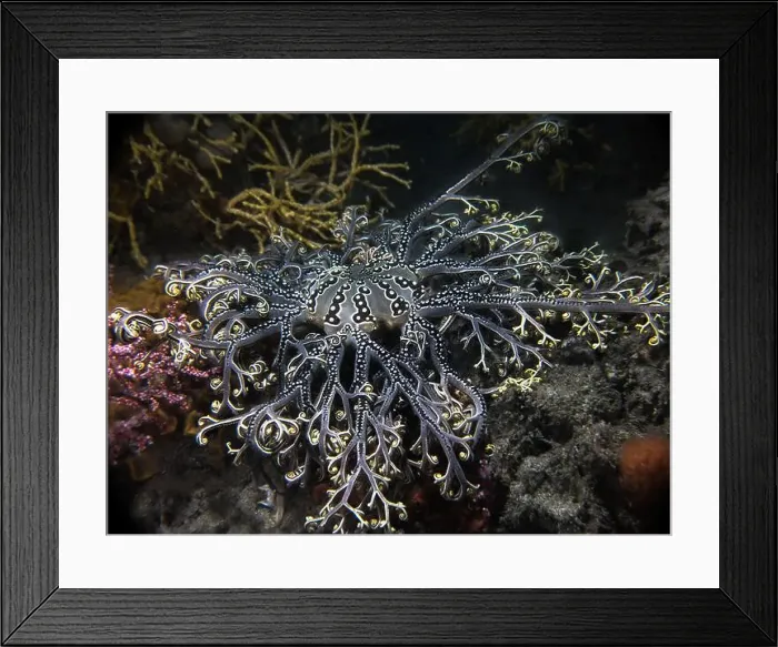 Framed Print : A Basket Star (Astrocladus euryale) underwater with its gray disc body and its curly tendrils folded in Framed Print : A Basket Star (Astrocladus euryale) underwater with its gray disc body and its curly tendrils folded in