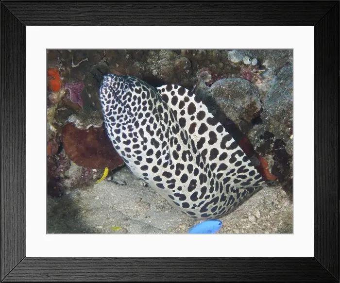 Framed Print : A large net moray (Gymnothorax favagineus) meanders between corals and sand Framed Print : A large net moray (Gymnothorax favagineus) meanders between corals and sand