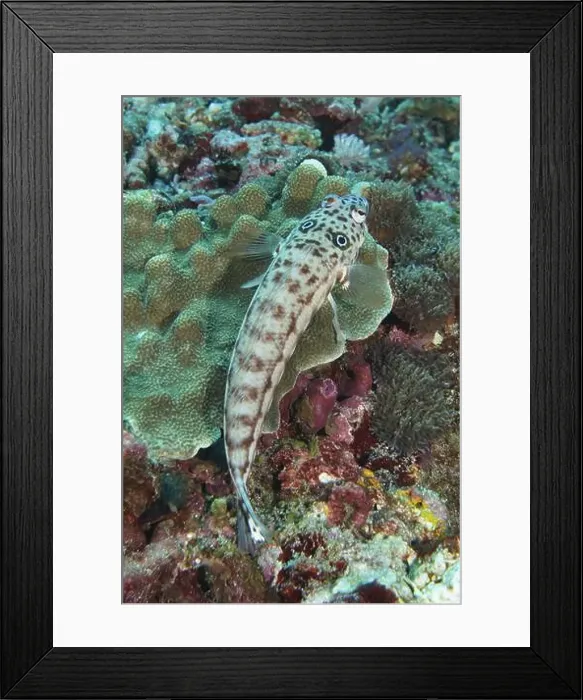 Framed Print : An earspot sand perch (Parapercis clathrata) with distinctive patterns resting on coral